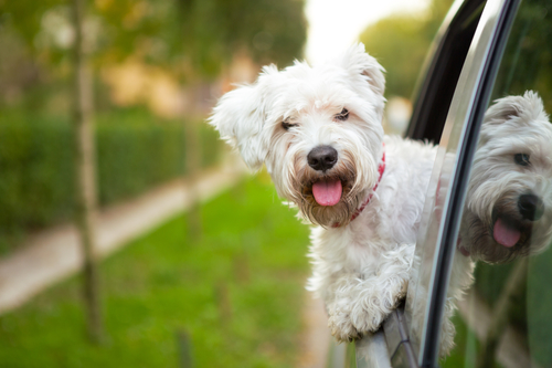 Ways To Make A Road Trip With Your Dog Easier