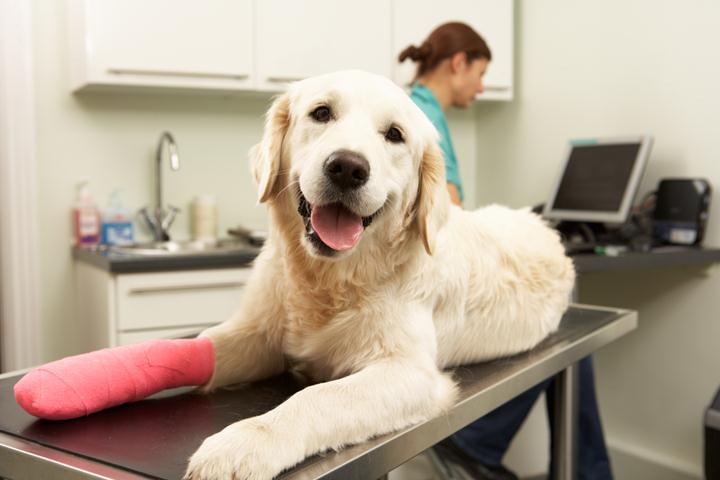 Dog Insurance Coverage