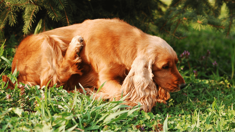 Does Your Dog Have Fleas? Here are Some of the Best Flea Control Options